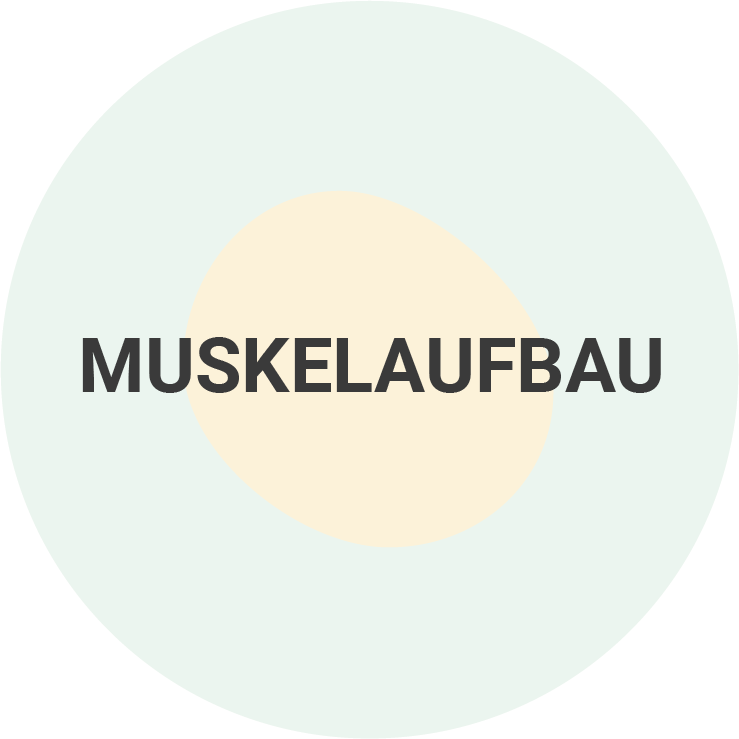 Muskelaufbau