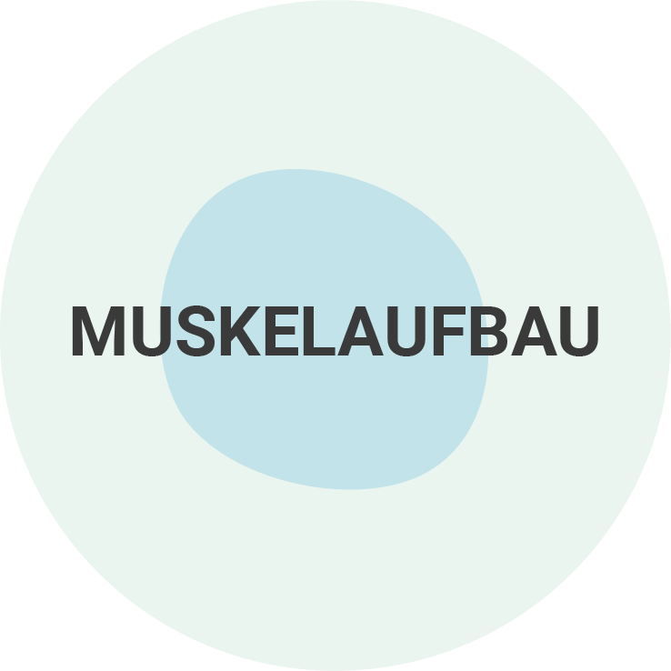 Muskelaufbau