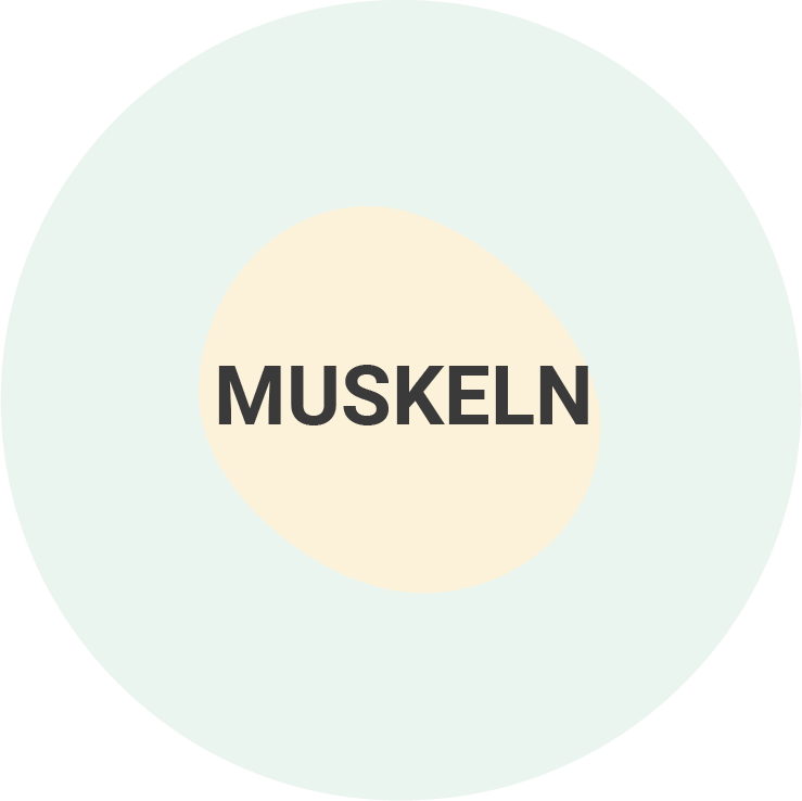 Muskeln