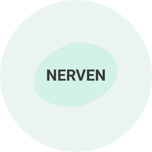Nerven