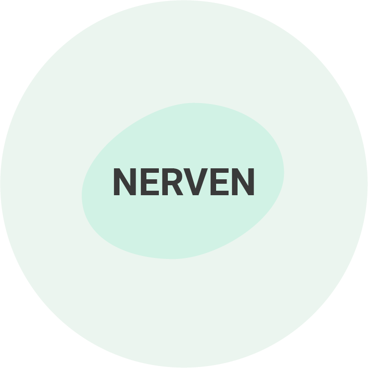Nerven