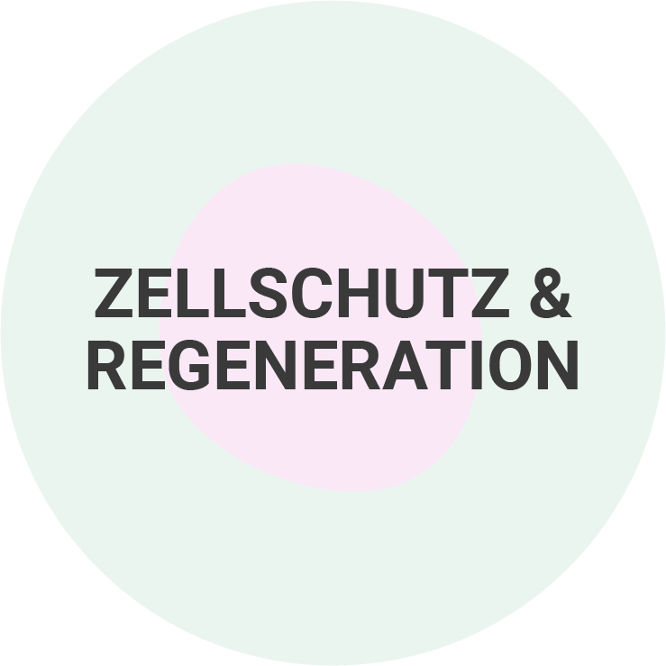 Zellschutz & Regeneration